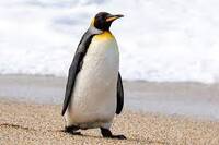 King penguin | Tokoraki | New Zealand Birds Online