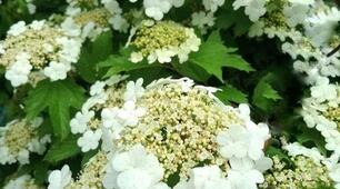 Вже у лузі розцвіла калина.  Нарядилась в дивовижний цвіт...