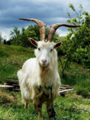 04030f3q-4a68-127x169.png