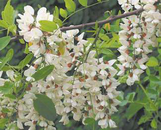 04030nkx-6fd9-325x263.png