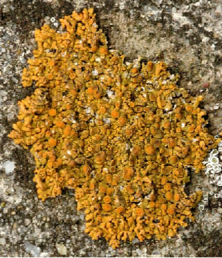 04030nnt-e752-222x258.png