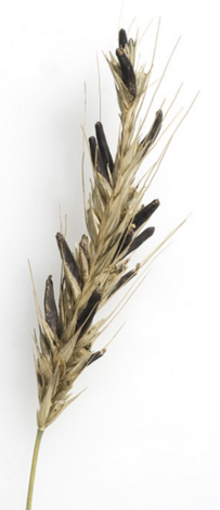 04030nro-4851-203x469.png