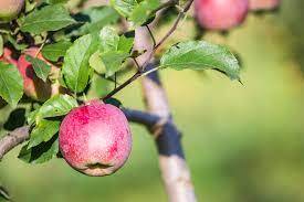 Fructífera Зображення, стокові фотографії та картинки Fructífera