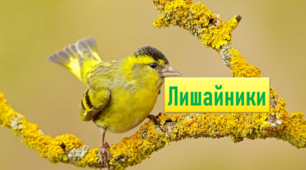 Біологія, 7 клас НУШ.  Презентація уроку "Лишайники".