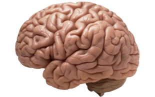 04030ywn-b885-310x195.png