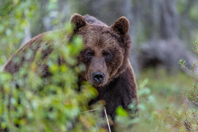 Ведмідь бурий | WWF ukraine