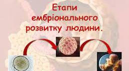 Етапи ембріонального розвитку людини