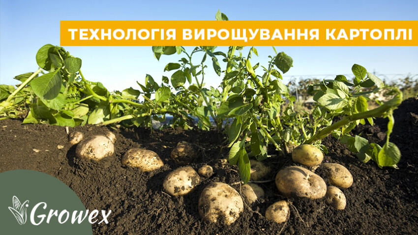 Технологія вирощування картоплі