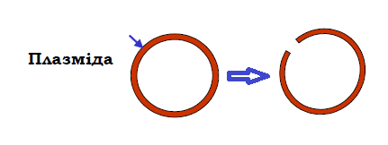 040318zo-fa5f-431x162.png