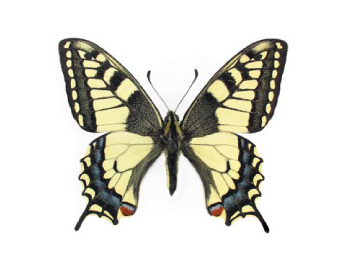 Червона книга України. Махаон Papilio machaon (Linnaeus, 1758)