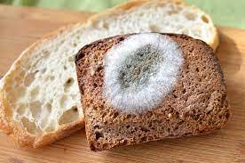 Что произойдет, если случайно съесть плесневелый хлеб? Ответ поразит!