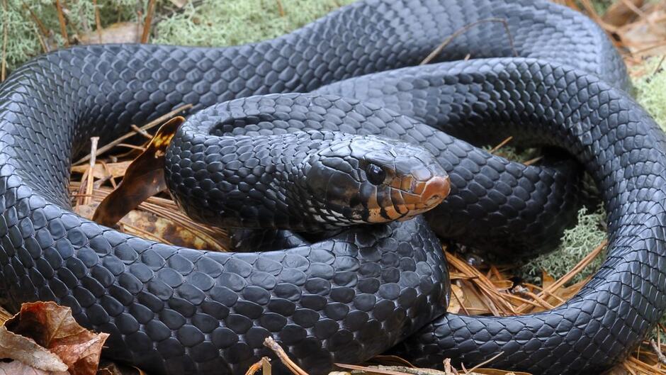 Alabama: Eastern indigo snake found in the state for just the second time in 60 years | CNN