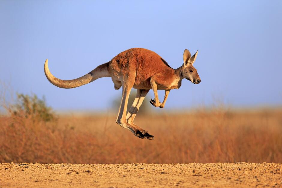 Kangaroo: Habitat, Behavior, and Diet