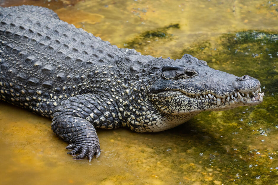 Endangered Cuban crocodile found dead at National Zoo | The Hill
