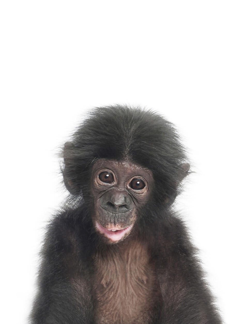 Baby Monkey | Плакати, картини, шпалери | Europosters