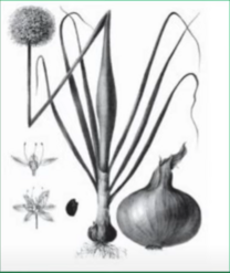 04031oxo-2323-208x247.png