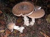 Мухомор пантерный (Amanita pantherina): фото, описание внешнего вида, возможность употребления, полезные свойства и отличия от других грибов