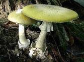 Бледная поганка (Amanita phalloides)