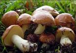 Маслёнок зернистый (Suillus granulatus)