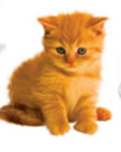 04031y4d-9ede-177x222.png