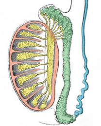 040320bf-0d8a-208x259.png