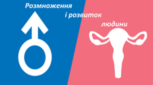 Розмноження і розвиток людини
