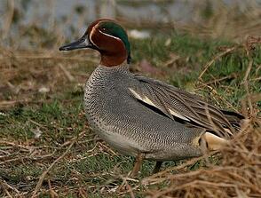 0403225m-c48c-294x223.jpg