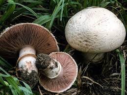 Світ грибів України » Agaricus bisporus, Печериця садова, Печериця двоспорова