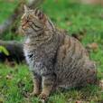 Кіт лісовий - факти, дієта, ареал і фотографії на Animalia.bio
