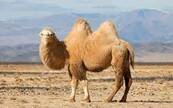 Верблюд двугорбый (Camelus bactrianus): виды, фото, содержание