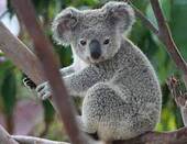 Коала | zoo-ekzo.com- Экзотические животные