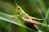 Кузнечик - Интересные факты