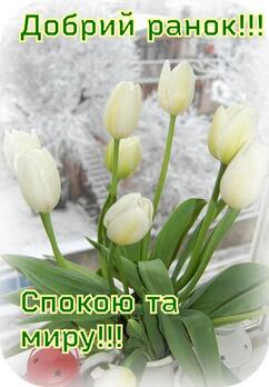 04032iyl-8aee-242x348.jpg