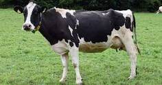 На Кременеччині домашня корова померла від сказу – Кременець.City