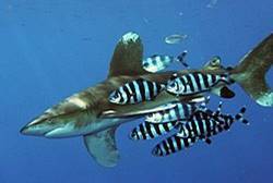 04032rq3-7669-250x168.jpg