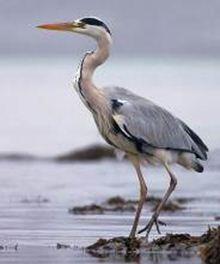 04033067-ec11-220x264.jpg