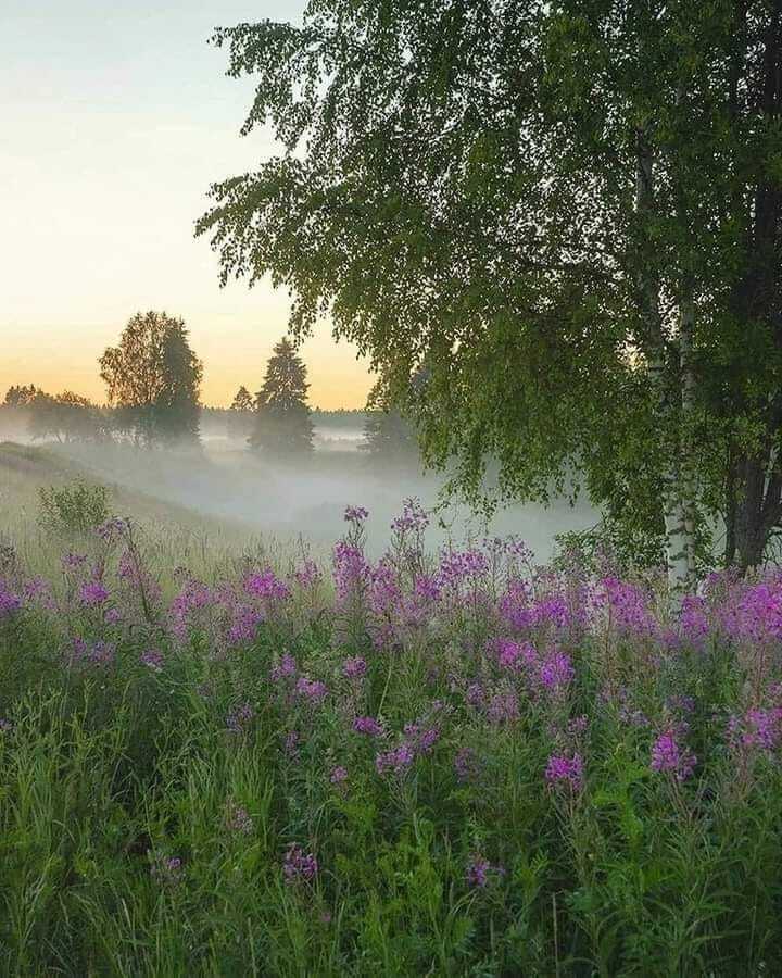 Возможно, это изображение туман и природа