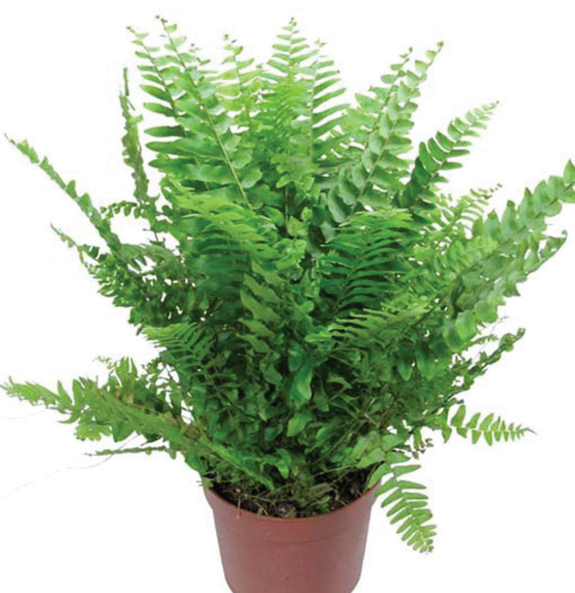 0403365w-6b29-524x540.png