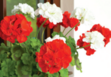 040336bs-c5d4-111x77.png