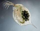 Водяные блохи, дафния Daphnia, моина Moina, размер движения дафний, ловля в пруду луже, транспортировка хранение заморозка живой дафнии, орудия для ловли дафнии, корма для аквариумных рыб