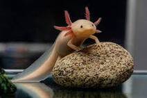 Существуют ли животные, которые никогда не взрослеют? | New-Science.ru