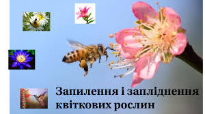 Запліднення у рослин 10А