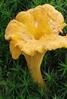 04033e89-18ef-67x99.jpg