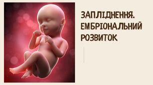 Презентація на тему "Запліднення. Ембріональний розвиток людини. Вагітність"