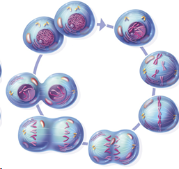 04033ipq-6bb7-257x244.png