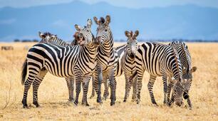 Wild animals vocabulary