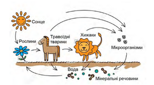 Контрользнань з теми "Досліджуємо обмін і перетворення енергії та речовин"