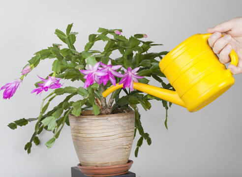 04033td8-7009-492x360.jpg