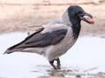 ВОРОНА СЕРАЯ (Corvus cornix) - Фауна Беларуси