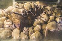 Крысы на дереве стоковое изображение. изображение насчитывающей управление - 137905055